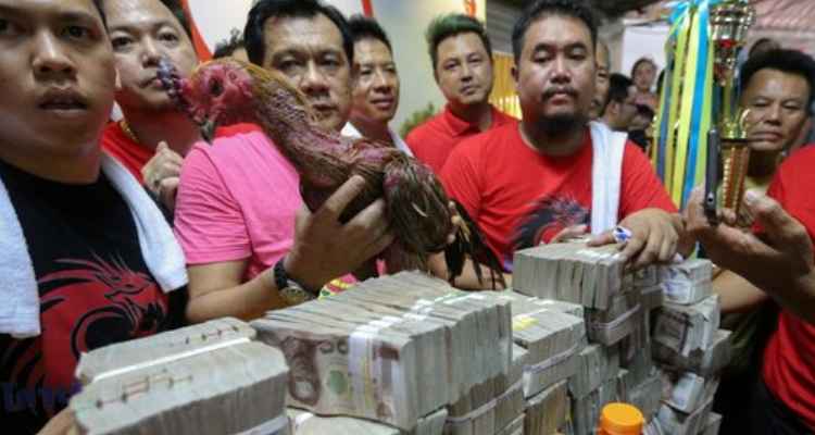 Asal Usul Judi Sabung Ayam di Thailand